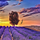 Lavender Wallpapers APK