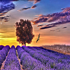 Icona Lavender Wallpapers