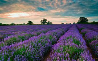 Lavender Wallpapers Affiche