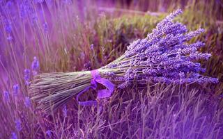 Lavender Wallpapers Ekran Görüntüsü 2