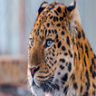 ”Leopard Wallpapers