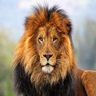 Lion Wallpapers Zeichen