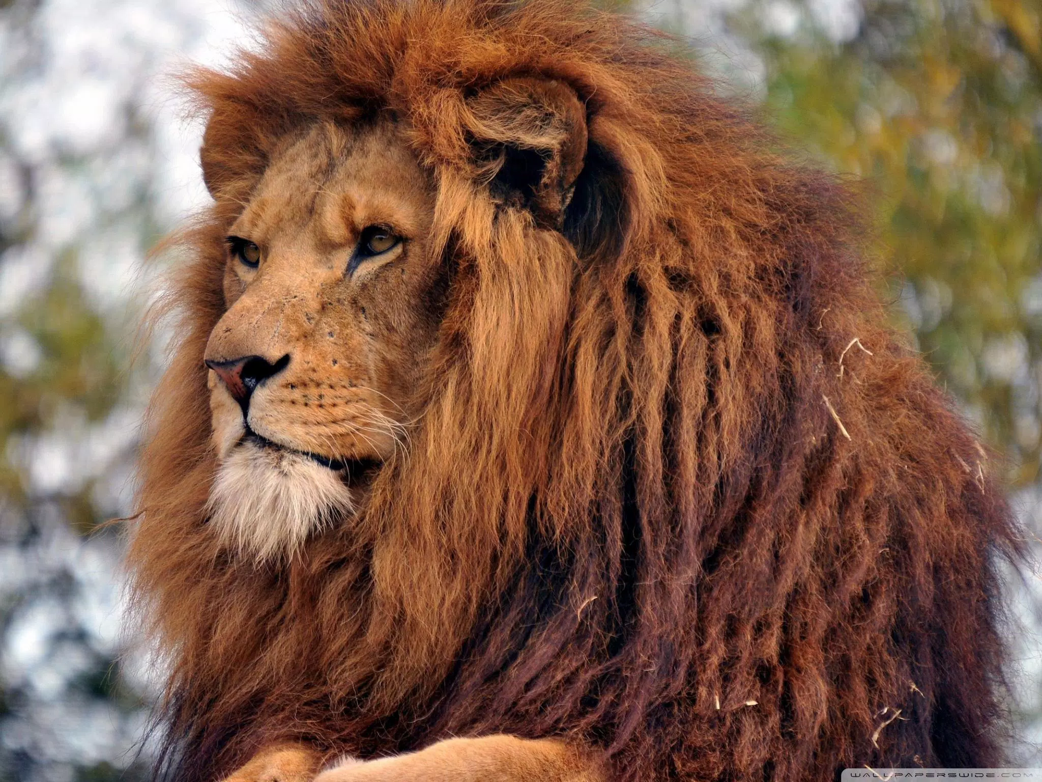 Android向けのライオンの壁紙 Apkをダウンロードしましょう