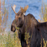 Moose Wallpapers icône