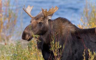 Moose Wallpapers Affiche