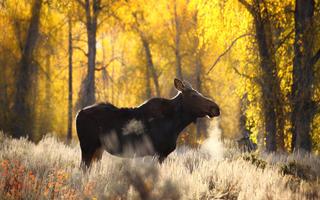 Moose Wallpapers capture d'écran 1