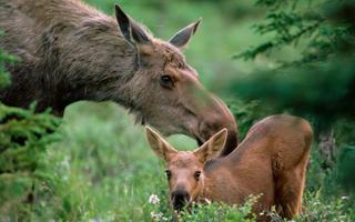 Moose Wallpapers capture d'écran 3