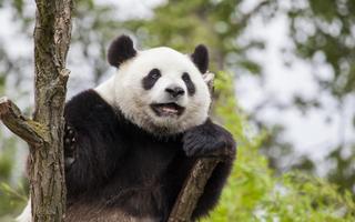 Panda Wallpapers اسکرین شاٹ 2