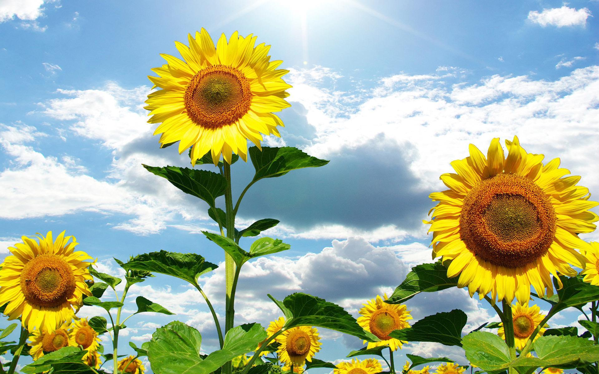Подсолнухи солнечный. Украина поле Подсолнухи. Подсолнух цветок. Солнечный цветок. Подсолнух цветок солнца.