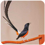 ”Kicau murai batu medan