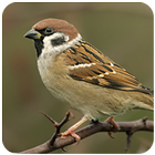 Suara Burung Gereja Tarung آئیکن