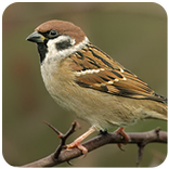 ”Suara Burung Gereja Tarung