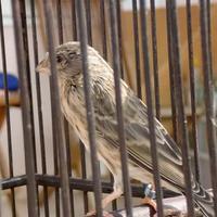 Suara Burung Gereja Tarung اسکرین شاٹ 1