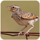 ”Suara Burung Branjangan