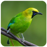 Kicau Burung Cucak Ijo आइकन