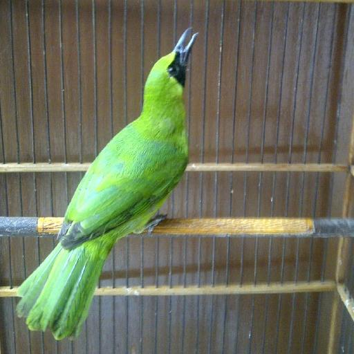 Kicau Burung Cucak Ijo For Android Apk Download
