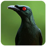 ”Masteran Burung Cucak Keling