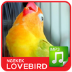 Lovebird Ngekek Kicau Master