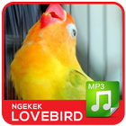 Lovebird Ngekek Kicau Master ไอคอน