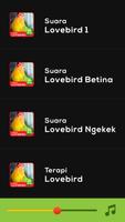 Lovebird Ngekek Kicau Master Affiche