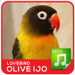 Lovebird Olive Hijau Mp3