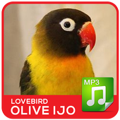 Lovebird Olive Hijau Mp3 아이콘