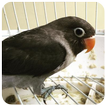 Lovebird Batman Masteran Kicau