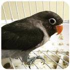 Lovebird Batman Masteran Kicau biểu tượng