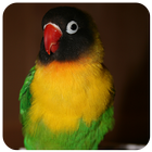 Kicau Lovebird Jason dakocan biểu tượng