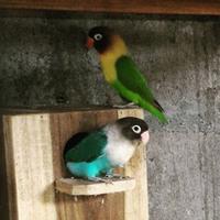 Kicau Lovebird Jason dakocan ảnh chụp màn hình 1