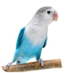 Lovebird Pastel Biru Masteran