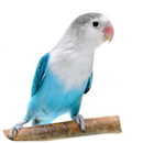 Lovebird Pastel Biru Masteran APK