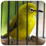 ”Suara burung pleci betina