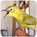 Kicau burung pleci gacor