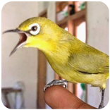 ”Kicau burung pleci gacor