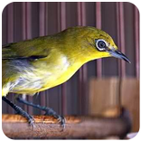 ”Masteran Pleci Gacor Juara