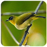 ”Suara burung Pleci Lombok