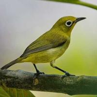 Suara burung Pleci Lombok poster