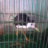 1 Schermata Suara Burung Ruak Ruak