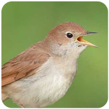 ”Suara Isian Kicau Sikatan Londo