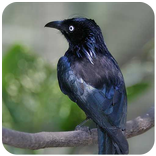 ”Suara Burung Kicau Srigunting