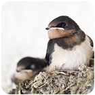Suara Burung Walet icon