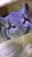 Cute Chinchilla Wallpaper and Lock screen HD image screenshot 3