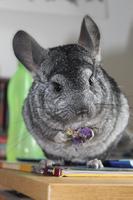 Cute Chinchilla Wallpaper and Lock screen HD image poster