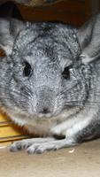 Cute Chinchilla Wallpaper and Lock screen HD image screenshot 2