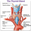 THYROID(थायराइड)