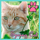 Theme - Spring Cat 1 图标