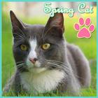 Theme - Spring Cat 2 иконка