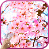 Magic Touch: Japanese Sakura icône