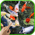 Koi Garden Live Wallpaper